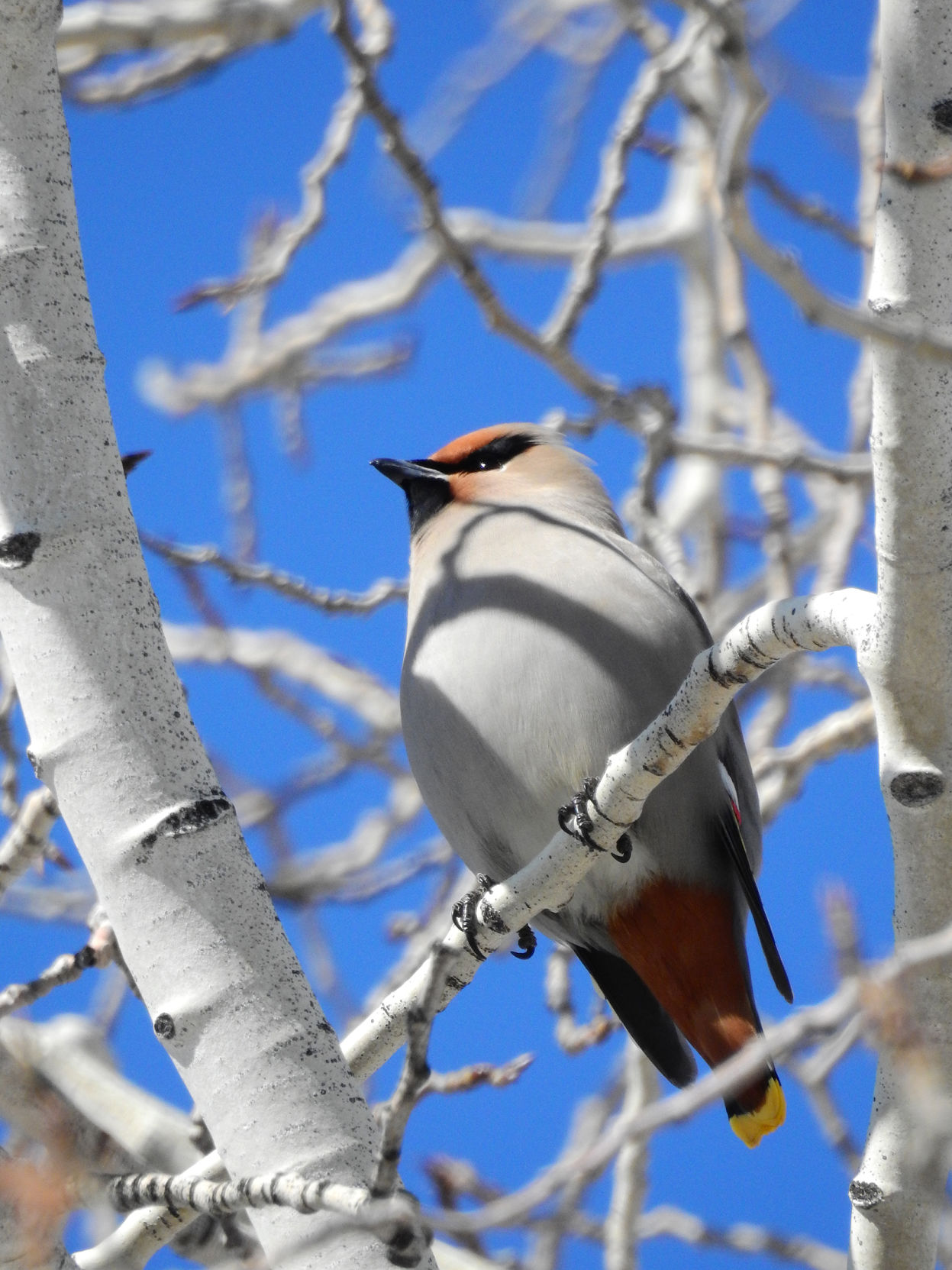 20-02-21 Waxwing Bird 1 Roland W.jpg